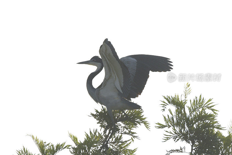 Grey Heron